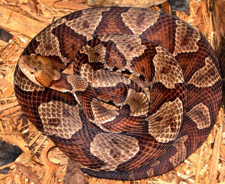 6 Venomous Snakes in Arkansas: Learn All About The Viper Kingdom! - VCSD