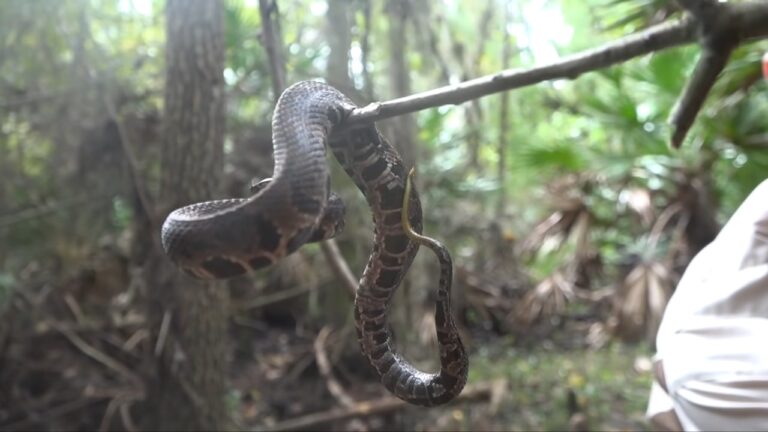 Unveiling Venomous Snakes in Georgia: An Exciting Encounter With 6 ...