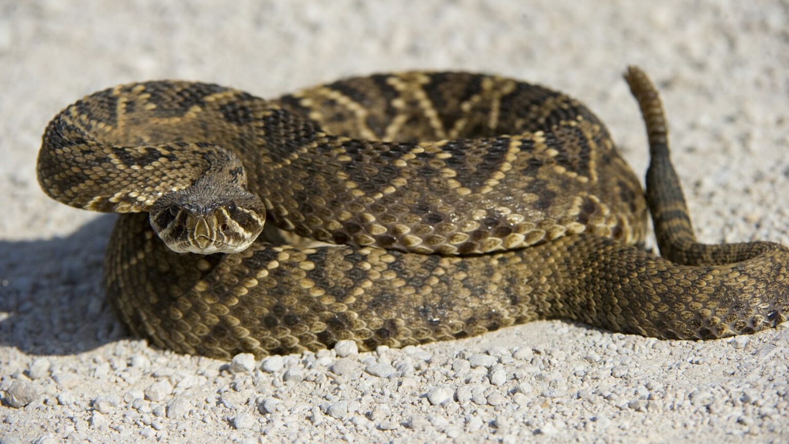 Exploring Venomous Snakes In Florida: A Serpentine Paradise