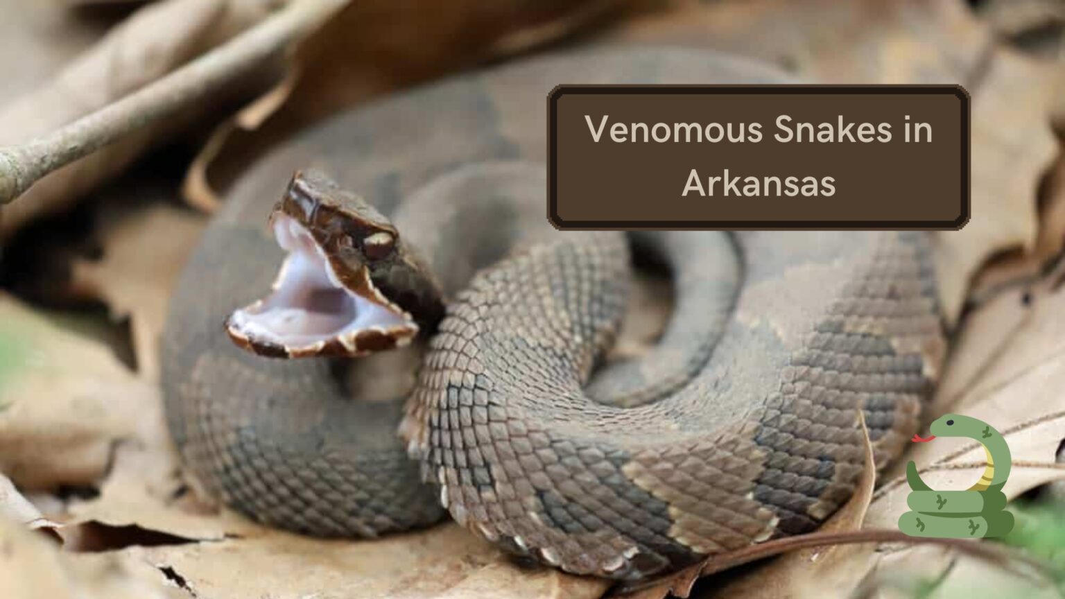 6 Venomous Snakes in Arkansas: Learn All About The Viper Kingdom! - VCSD