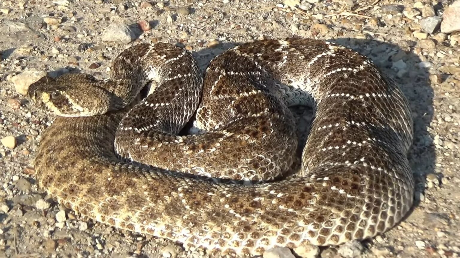 Venomous Snakes in Colorado: Exploring the Rocky Mountain Secrets